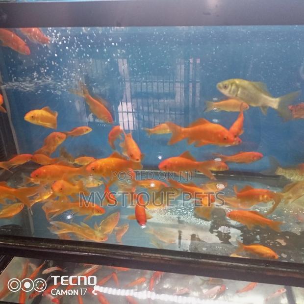 Gold Fish for Aquarium - thumbnail 4