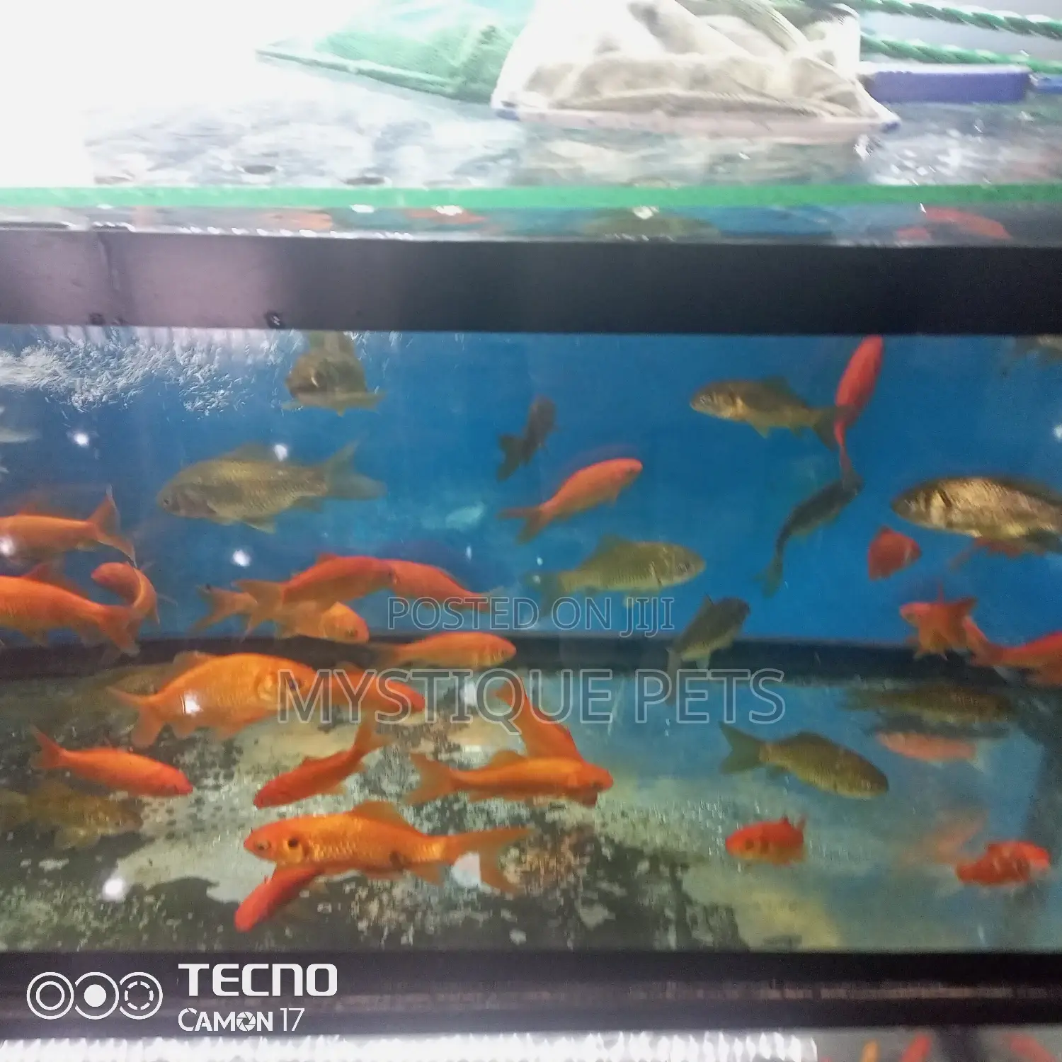 Gold Fish for Aquarium