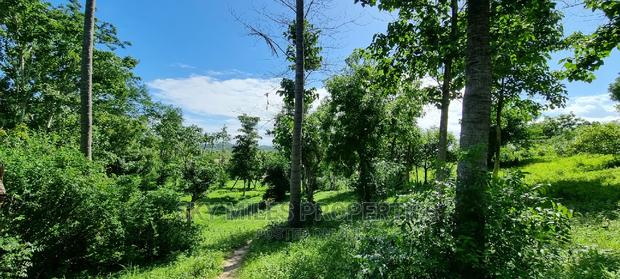 2.5 Acres Virgin Land,Creek Beach Plot on Sale Mtwapa - thumbnail 7