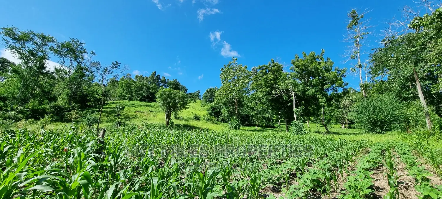 2.5 Acres Virgin Land,Creek Beach Plot on Sale Mtwapa
