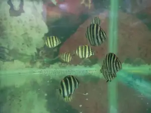 Skats ,Brackish Aquarium Fish