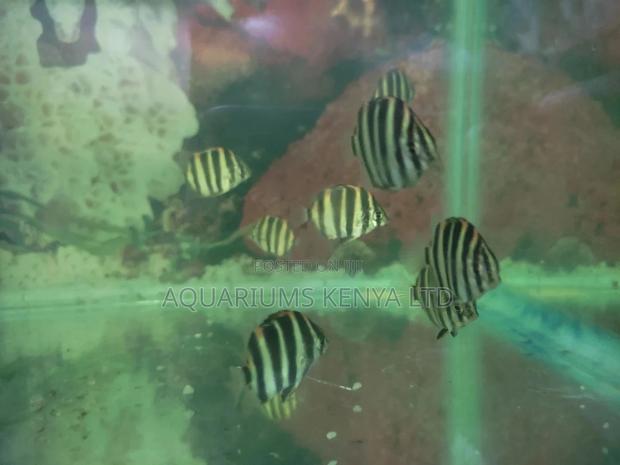 Skats ,Brackish Aquarium Fish - main view