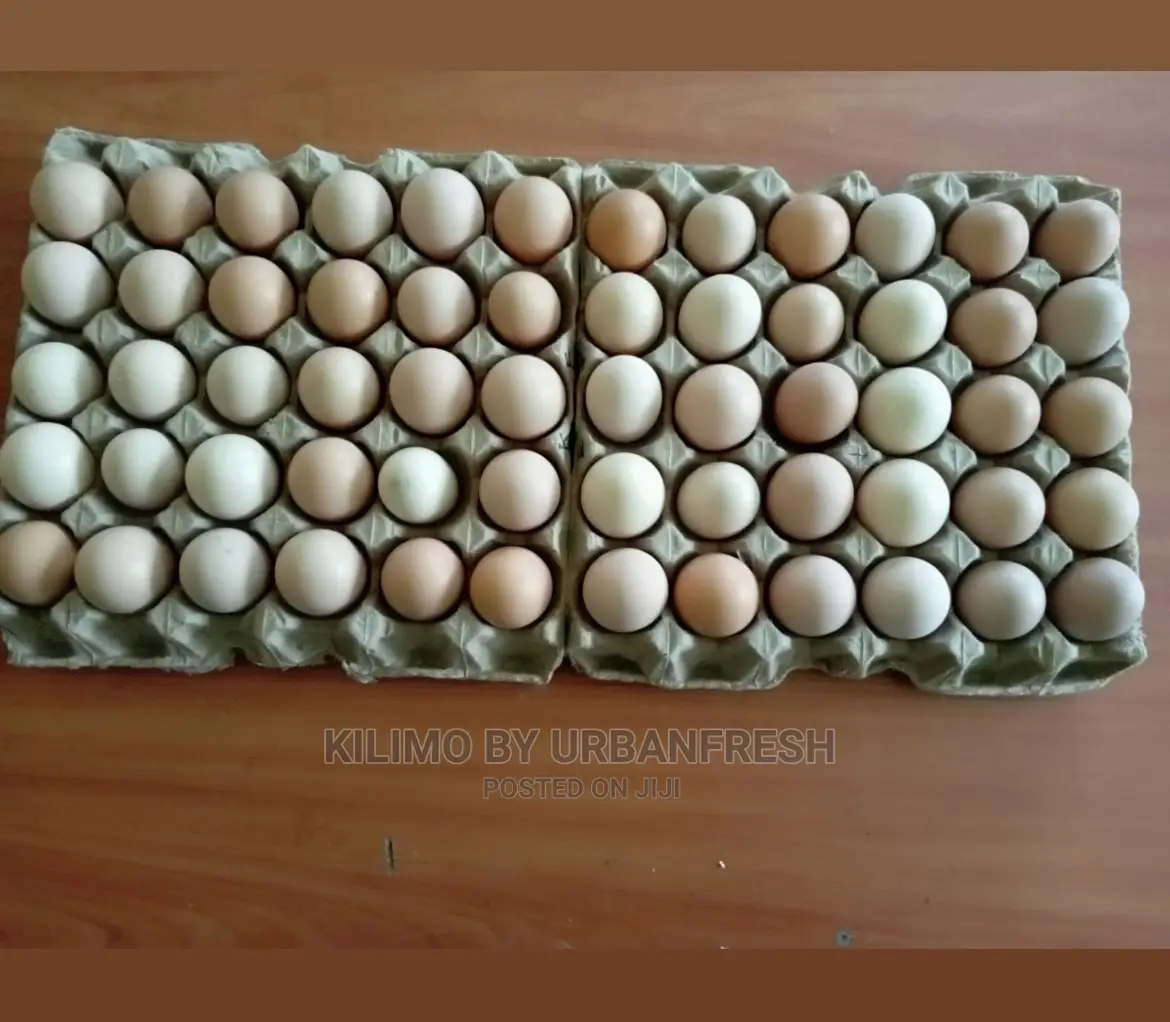 Fertilized Eggs : Turkey / Ducks /Improved Kienyeji Chicken.