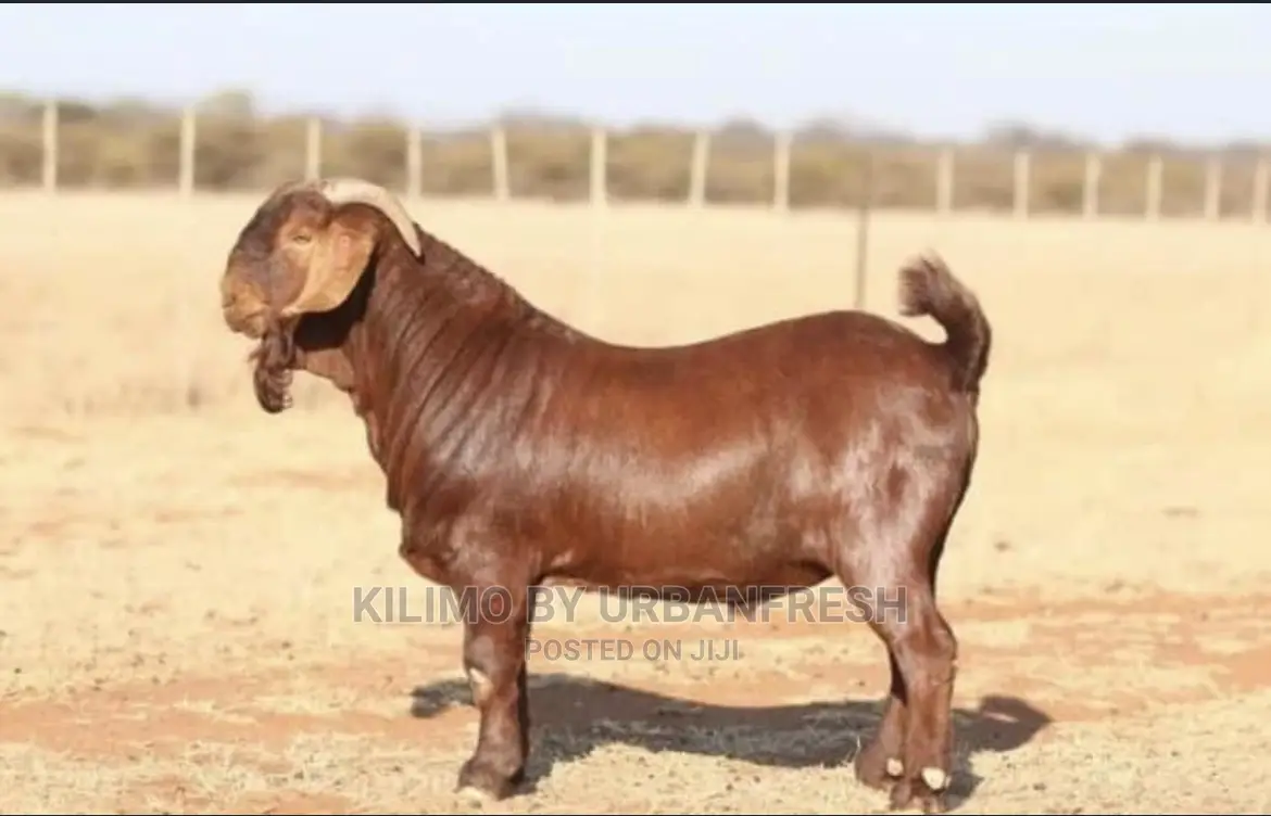 Importing Livestock: Boer,Turkey, Peacock,Kalahari. 3wks.