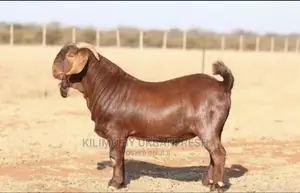 Importing Livestock: Boer,Turkey, Peacock,Kalahari. 3wks.