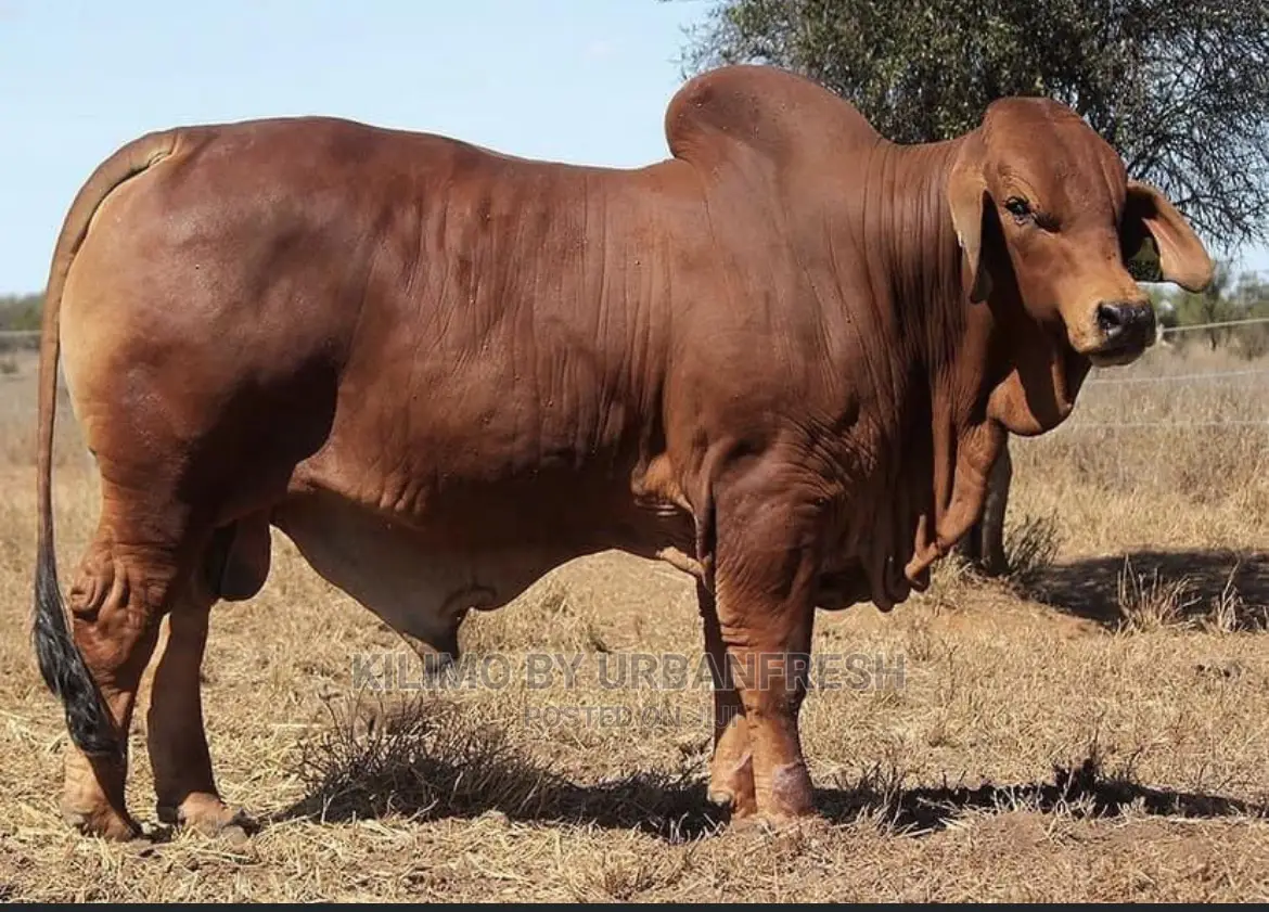 Importing Livestock: Boer,Turkey, Peacock,Kalahari. 3wks.