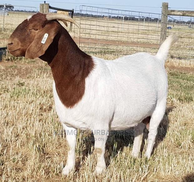 Importing Livestock: Boer,Turkey, Peacock,Kalahari. 3wks.