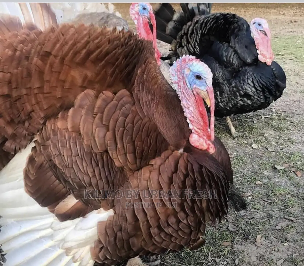 Importing Livestock: Boer,Turkey, Peacock,Kalahari. 3wks.