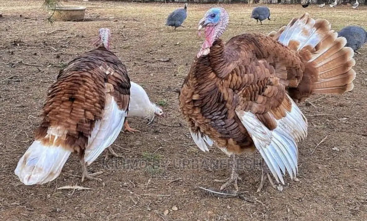 Importing Livestock: Boer,Turkey, Peacock,Kalahari. 3wks.