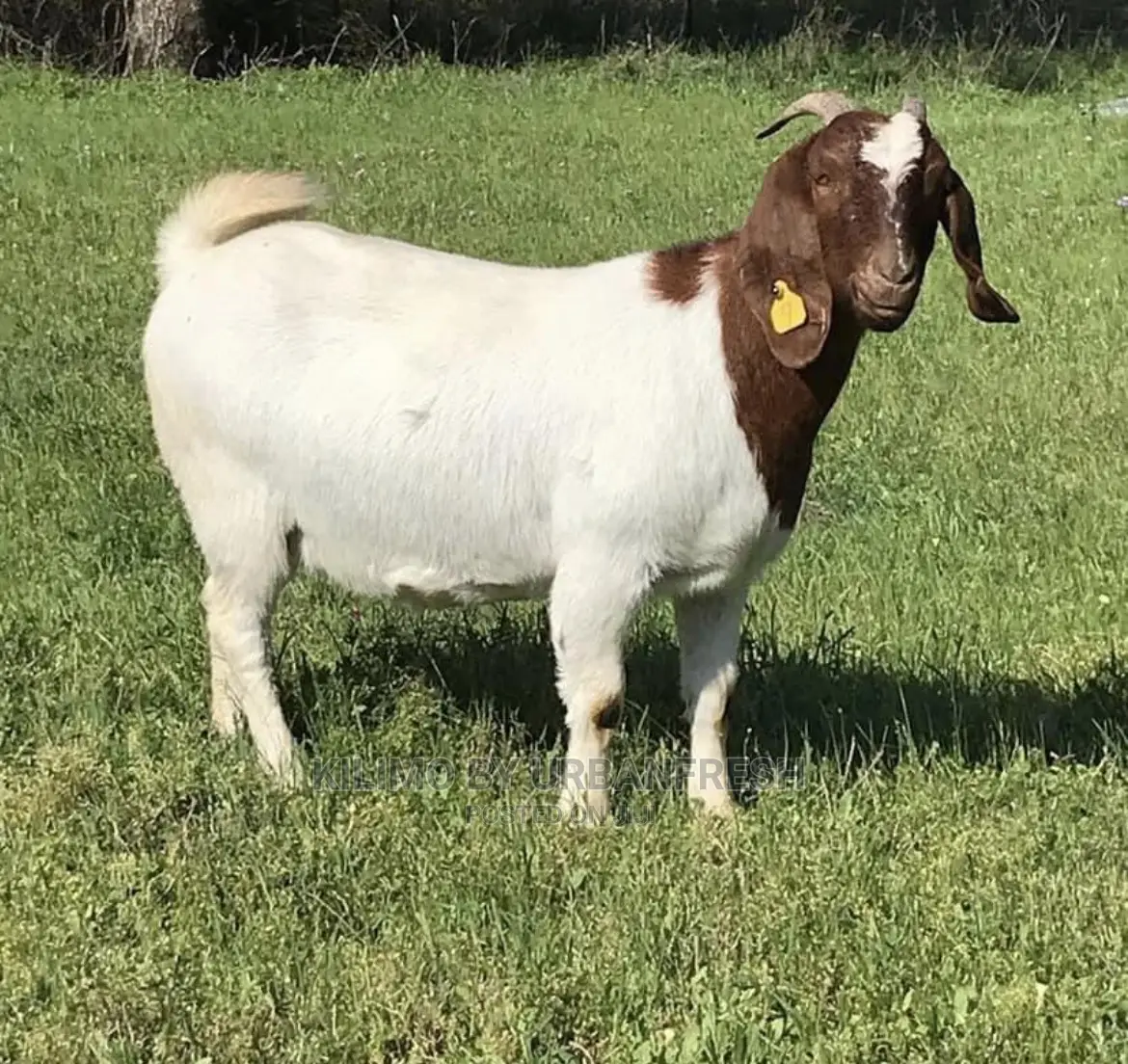 Importing Livestock: Boer,Turkey, Peacock,Kalahari. 3wks.