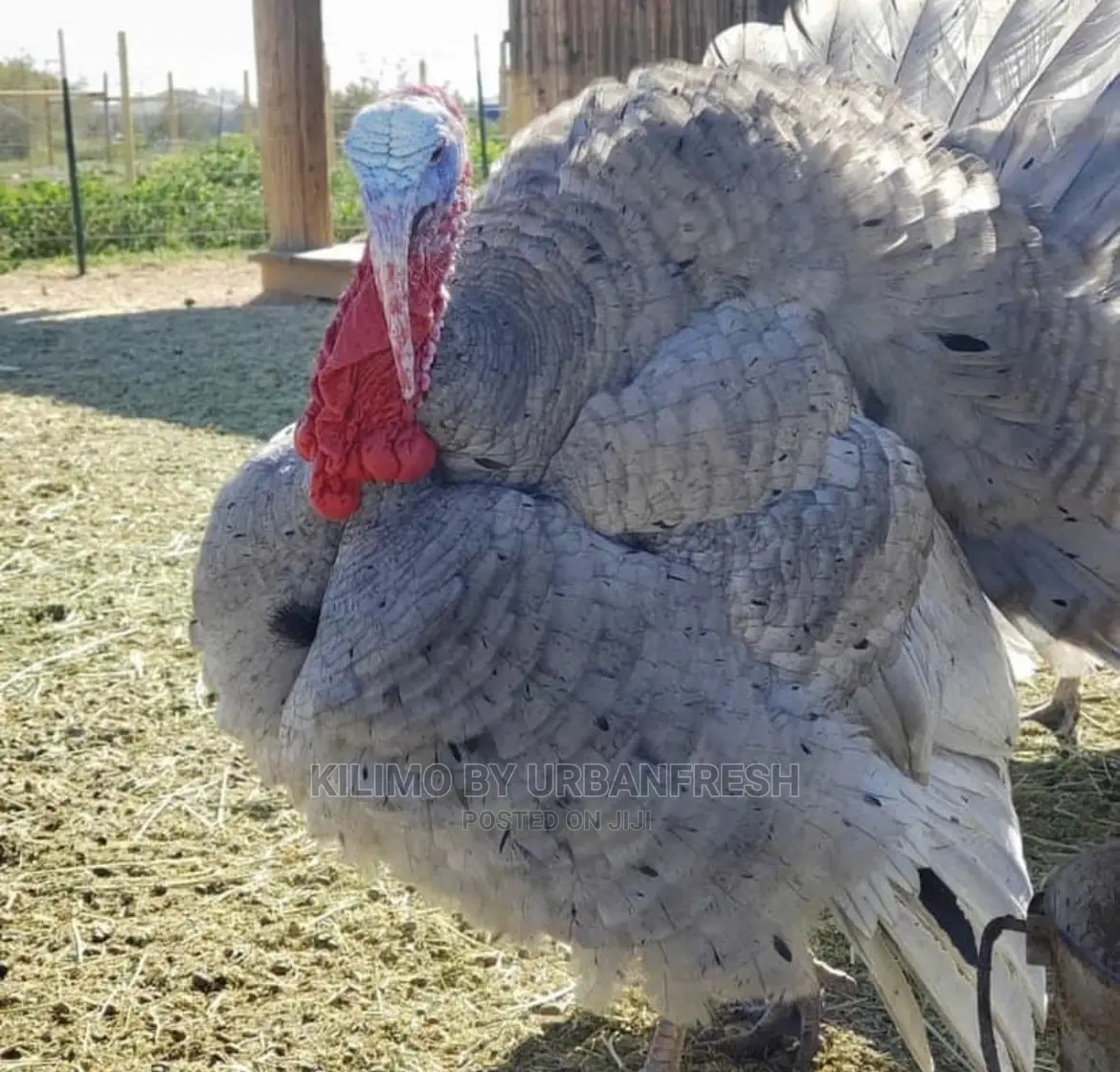 Importing Livestock: Boer,Turkey, Peacock,Kalahari. 3wks.