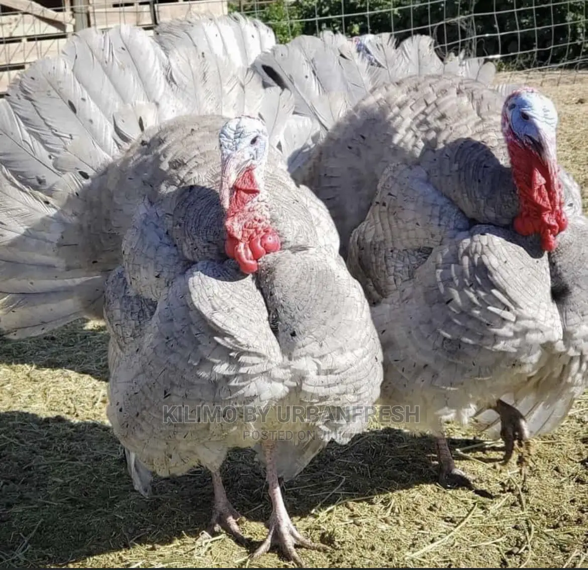 Importing Livestock: Boer,Turkey, Peacock,Kalahari. 3wks.