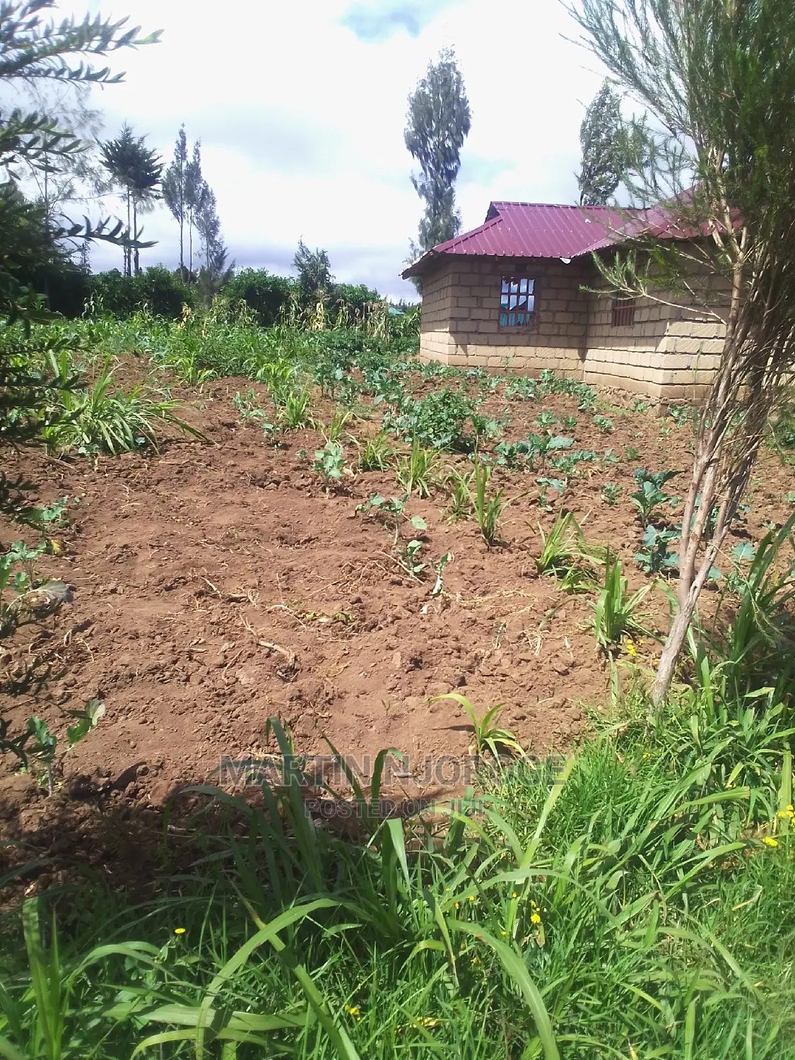 50 by 100 Acre Plot Kinungi