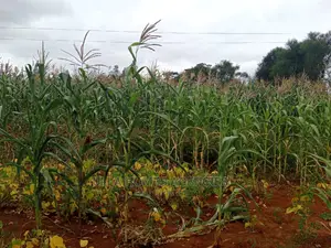 2 Acres of Land at Mua,Kaseve,Near the Mua Hospital