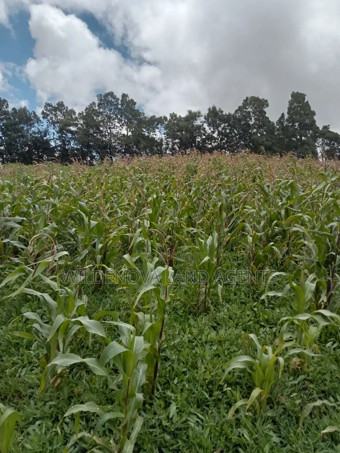Land on Sale at Flyover Naivasha