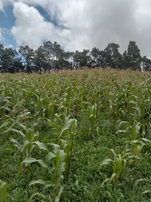 Land on Sale at Flyover Naivasha