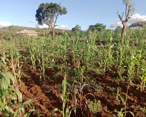 1 Acre and a Quarter at Yaitha,30 Metres FRM Wote Tarmac