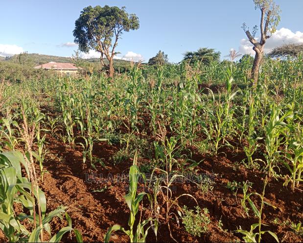 1 Acre and a Quarter at Yaitha,30 Metres FRM Wote Tarmac - main view