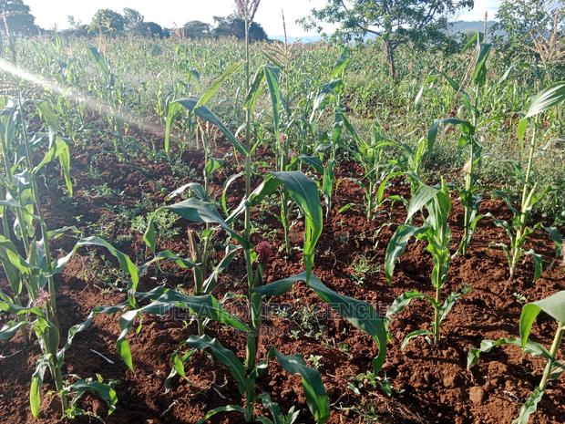 1 Acre and a Quarter at Yaitha,30 Metres FRM Wote Tarmac - thumbnail 3