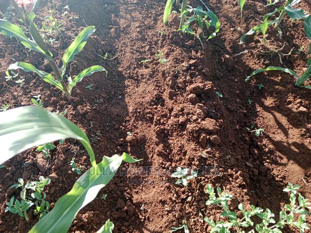 1 Acre and a Quarter at Yaitha,30 Metres FRM Wote Tarmac - thumbnail 4