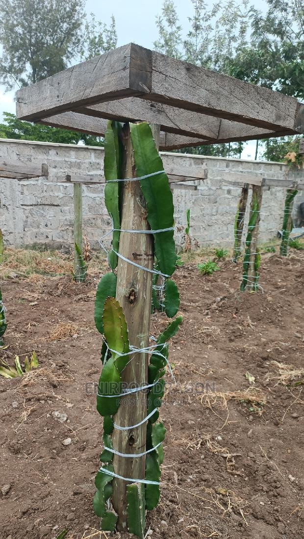 Moroccan Red Dragon Fruits Cuttings - thumbnail 7