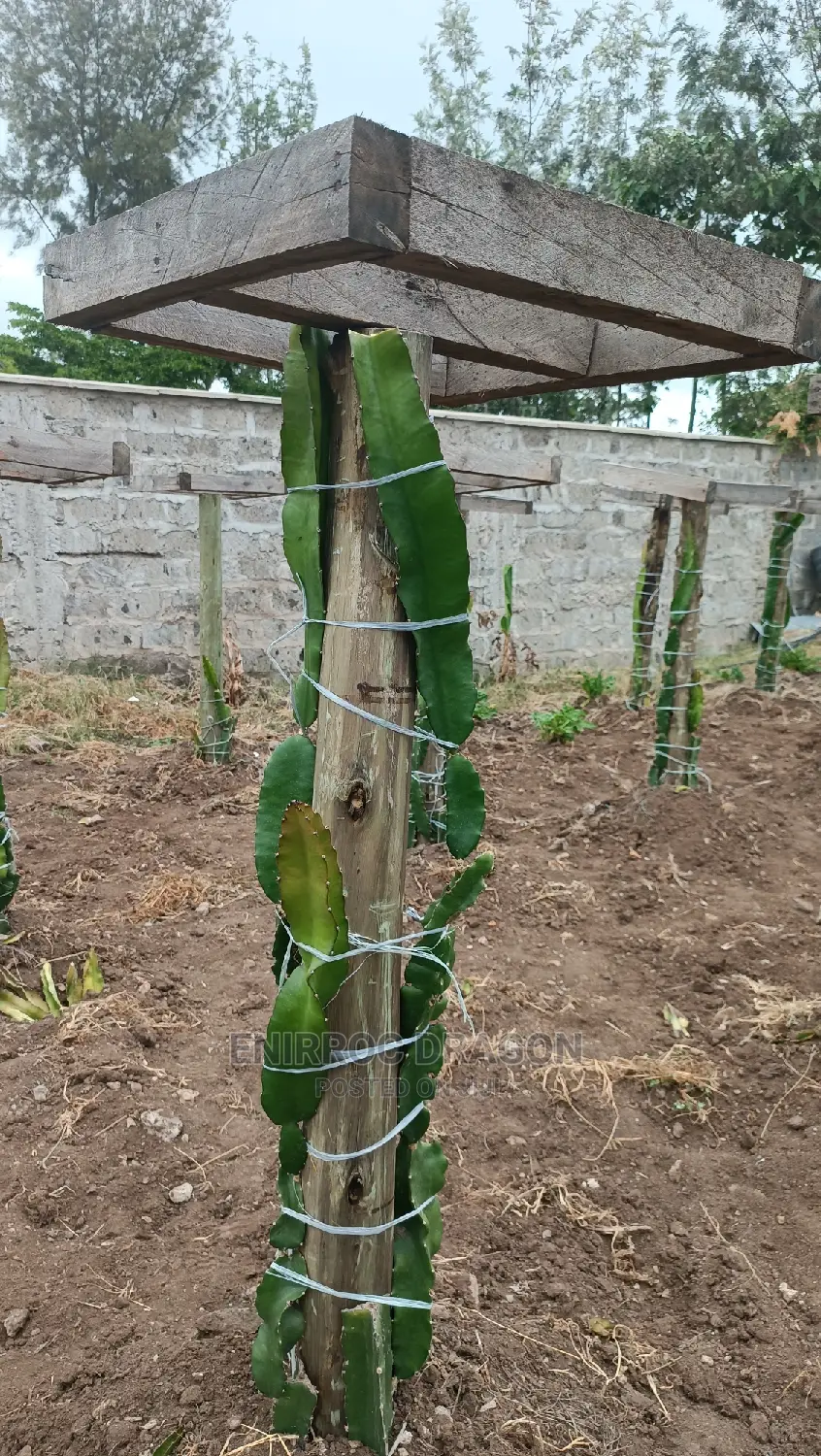 Moroccan Red Dragon Fruits Cuttings