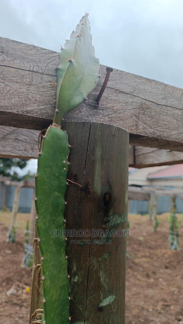Moroccan Red Dragon Fruits Cuttings - thumbnail 13