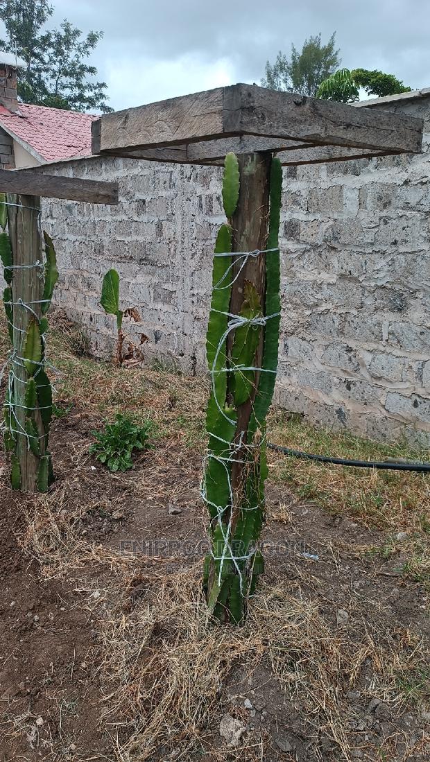 Moroccan Red Dragon Fruits Cuttings - thumbnail 14