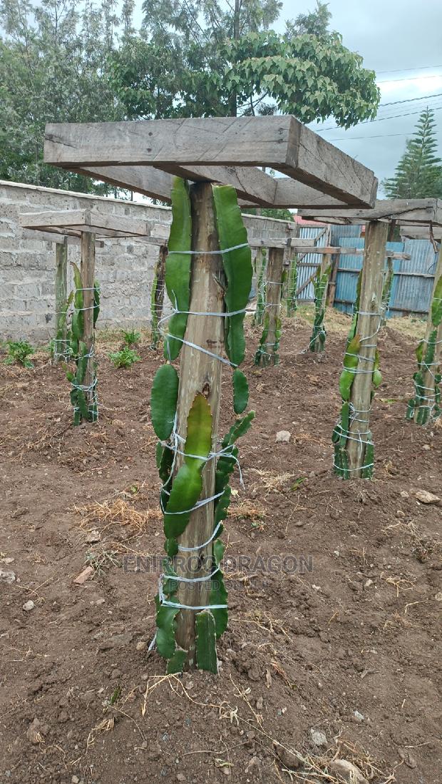 Moroccan Red Dragon Fruits Cuttings - thumbnail 6
