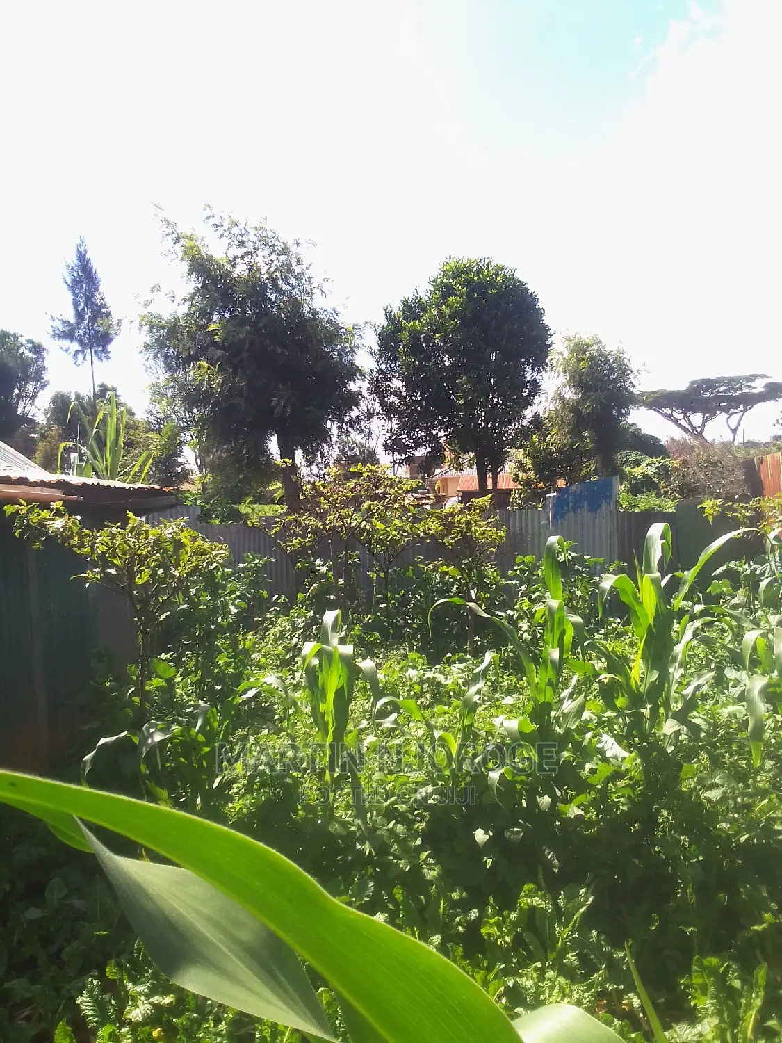 50 by 100 Nyambari ( With Partially Semi Permanent House)