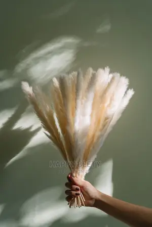 Mini Pampas Grass