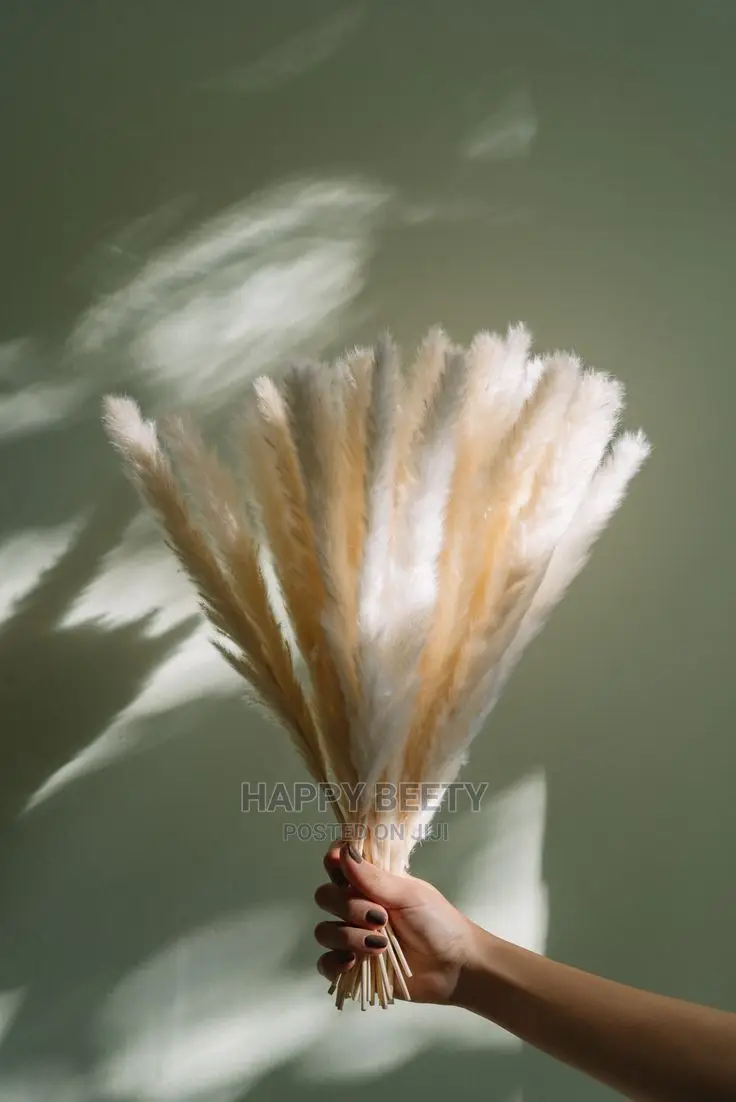 Mini Pampas Grass