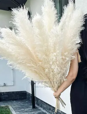 Large Size Pampas Grass