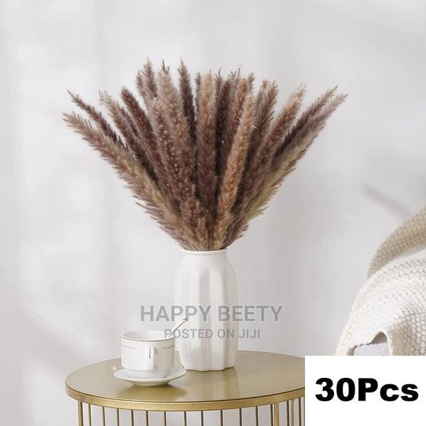 Mini Pampas Grass - thumbnail 2