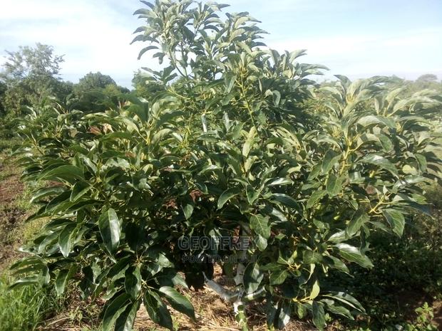 Selling 4 Acres in Muranga Kabirwa