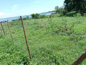 A Plot of 50*100 for Sale
