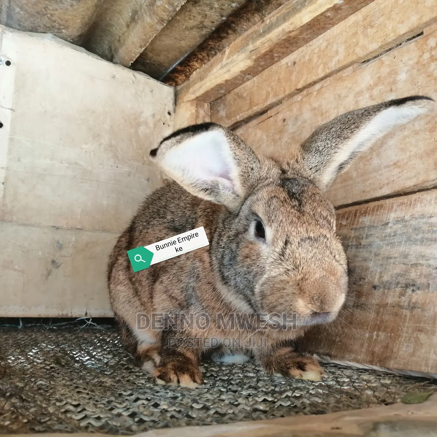 Rabbits /Hybrid