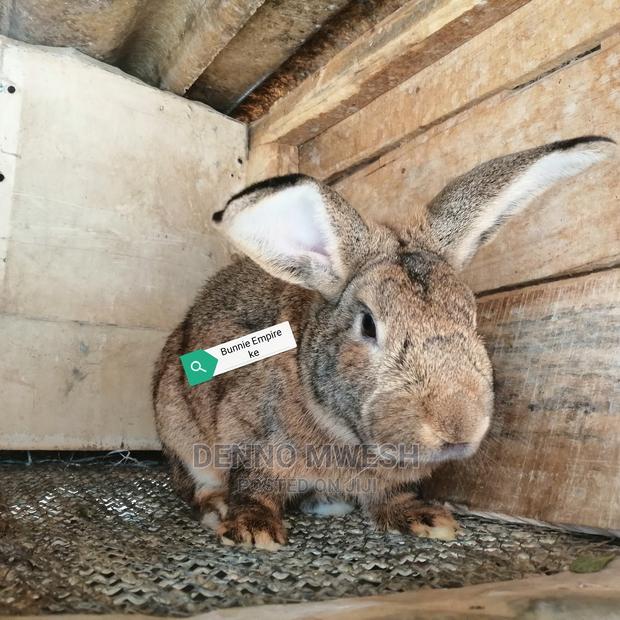 Rabbits /Hybrid - thumbnail 10