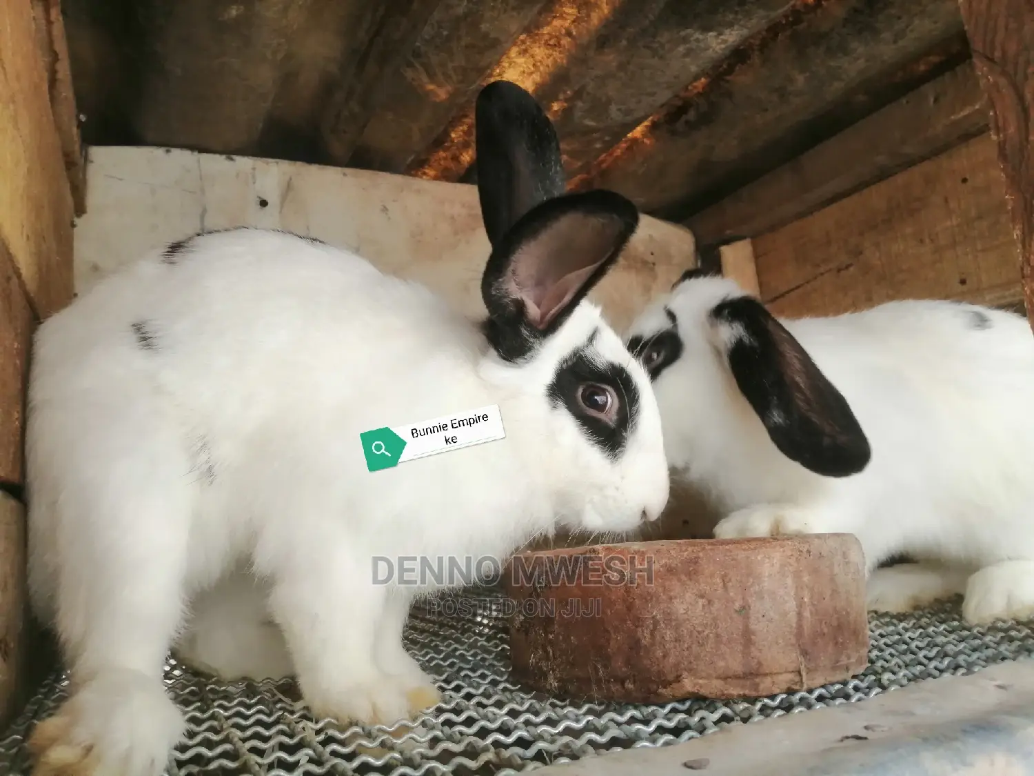 Rabbits /Hybrid