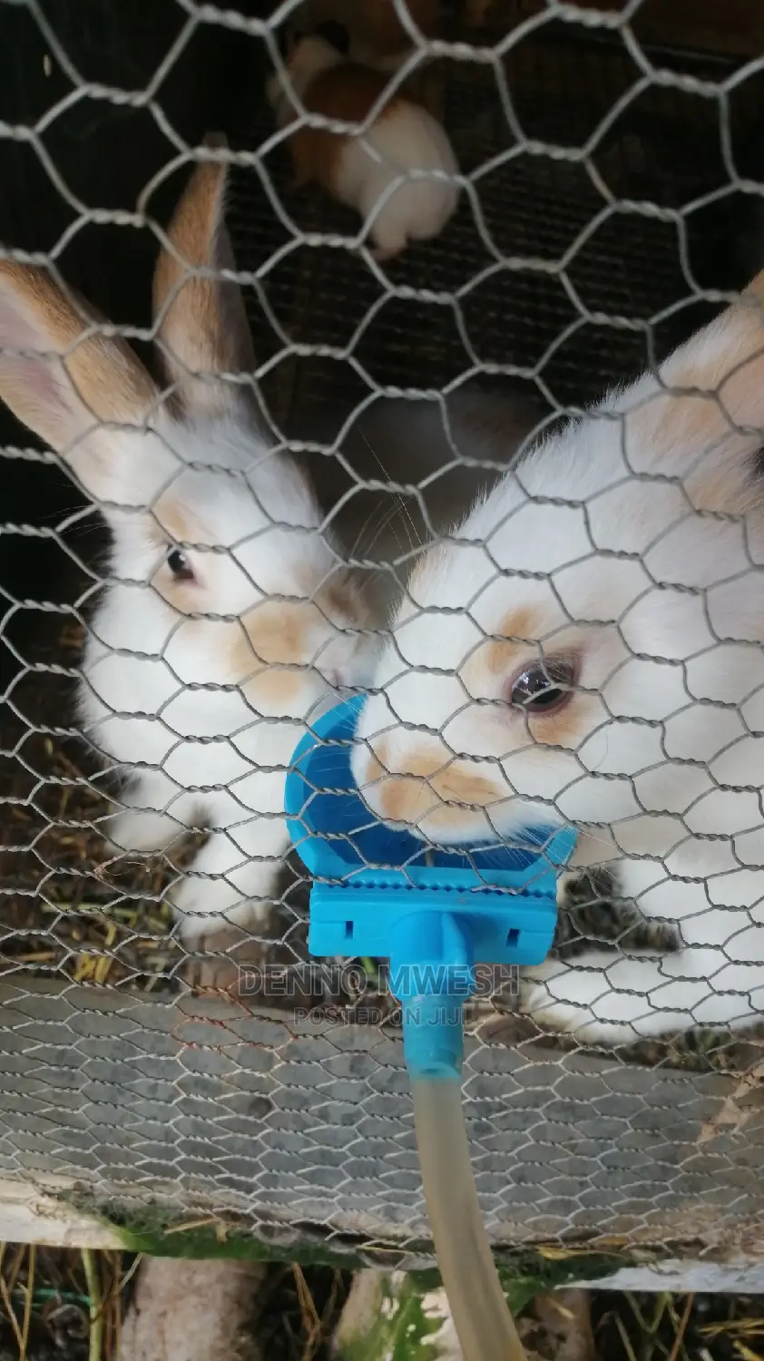 Rabbits /Hybrid