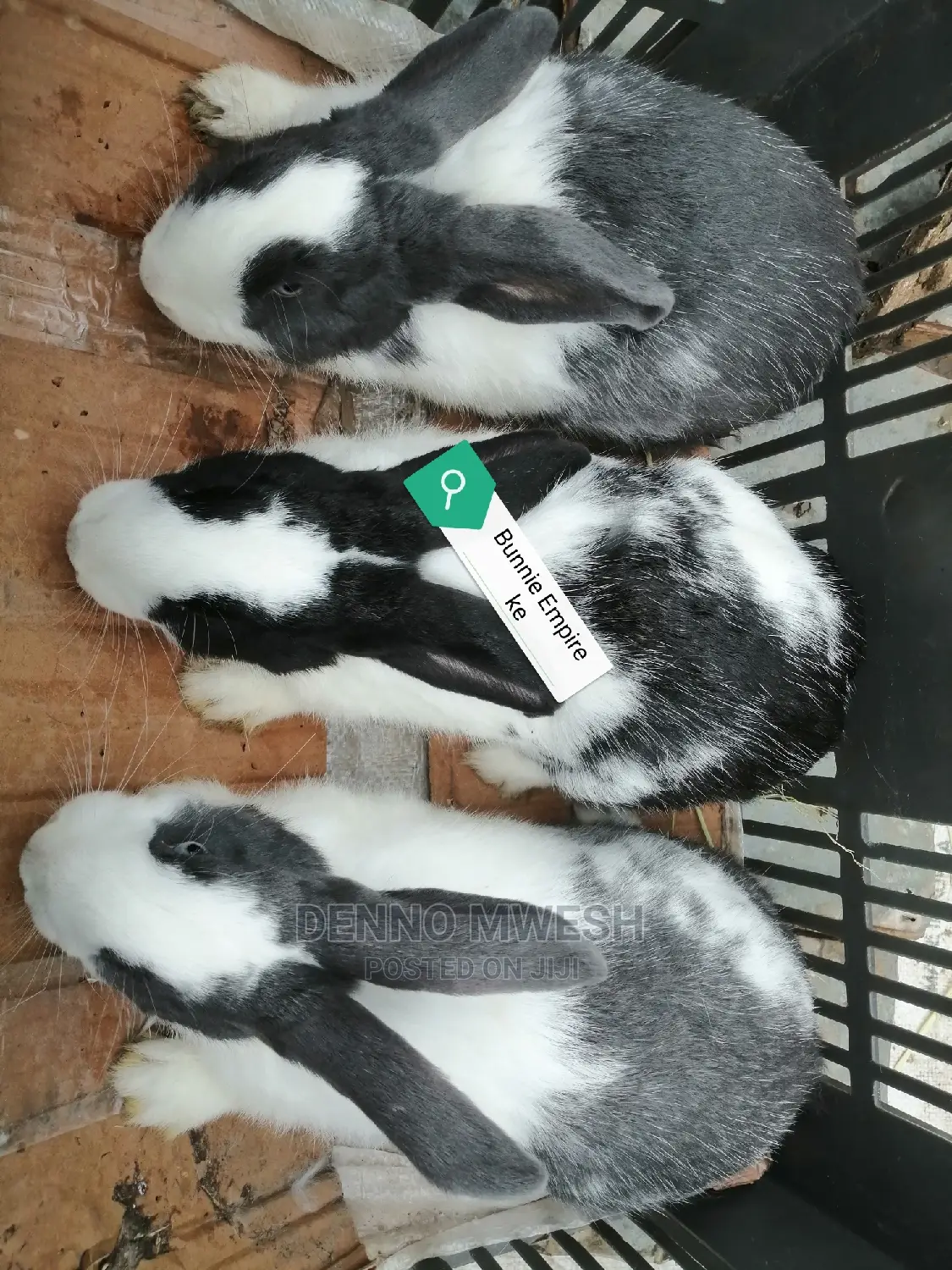 Rabbits /Hybrid