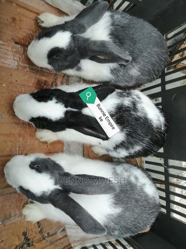 Rabbits /Hybrid - thumbnail 16