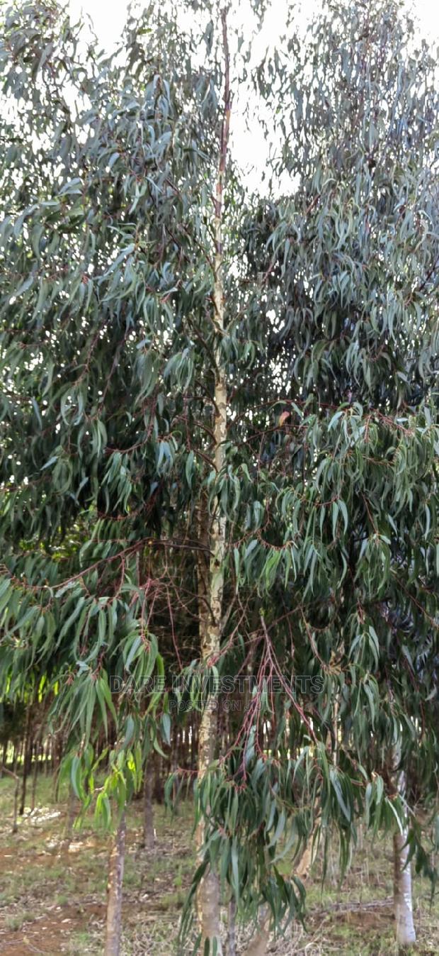 2.5 Acres of Land With Tree's for Sale.