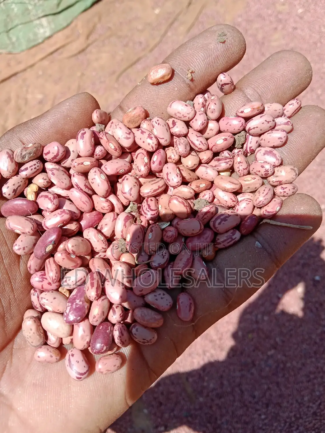 Rose Coco Beans Newly Harvested