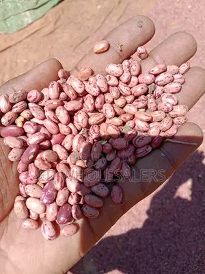 Rose Coco Beans Newly Harvested