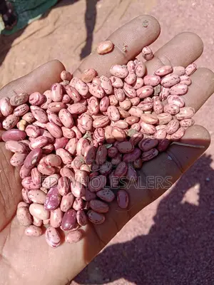 Rose Coco Beans Newly Harvested