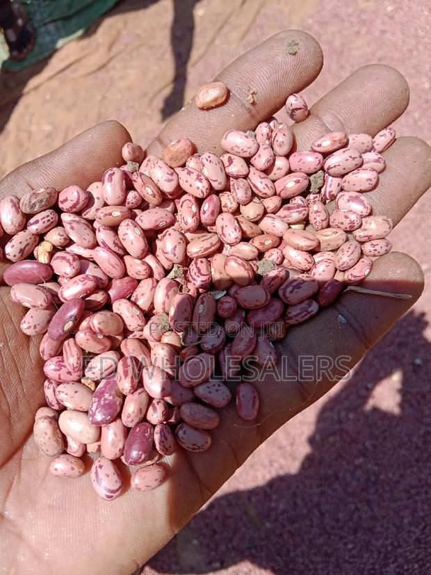 Rose Coco Beans Newly Harvested - thumbnail 2