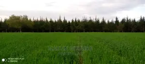 Narumoro Land, 5 Acre Land