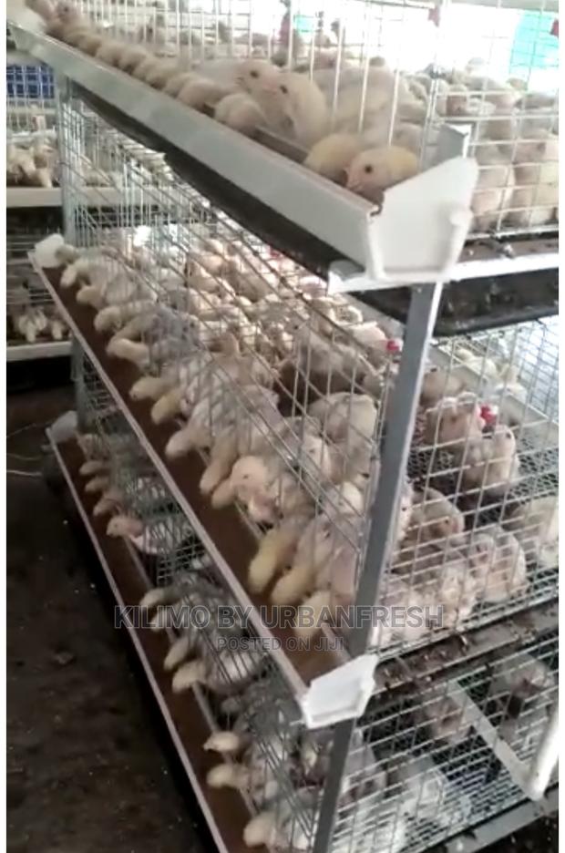 Chicks Battery Cage Can Accommodate 400 Chicks - thumbnail 3