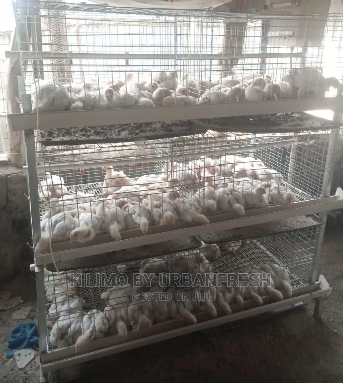 Broiler Chicken Battery Cages Accomodates 60 Broilers